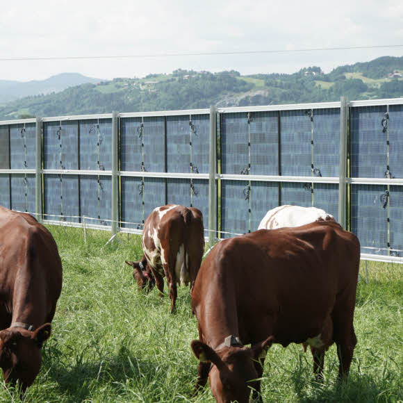 Cows graze in a field with solar panels in the background