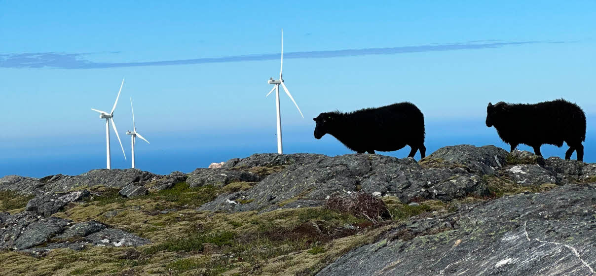 Sauer på fjellet med vinturbiner i bakgrunnen